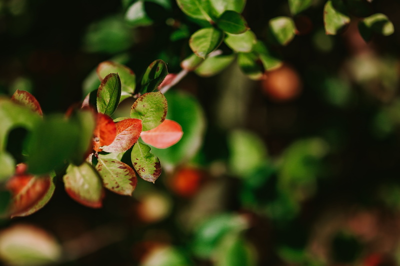 flowers, part 2, outdoors, flora, growth, tree, season, close-up, trees, twig, ups, plant, no people, day, beauty in nature, freshness, fruit, flower, ripe