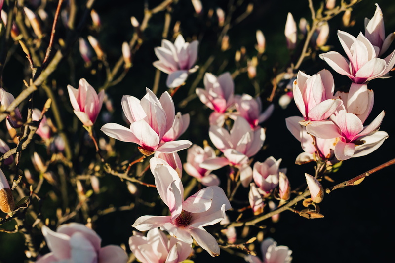 pollen, flower, day, flora, macro, tree, flowering plant, vulnerability, blue sky, plant, beauty In Nature, focus on foreground, petal, no people, Pink