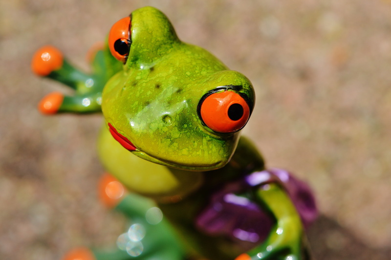 cute, focus on foreground, animals in the wild, day, close, eyes, water, no people, selective focus, representation, frog, animal representation, tree Frog