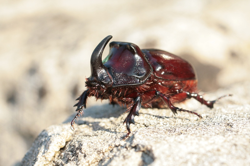 day, sunlight, animal themes, land, horned, legs, probe, horn shield, animal wildlife, males, black-brown, scarab Beetle, focus on foreground, rock, chitin shell