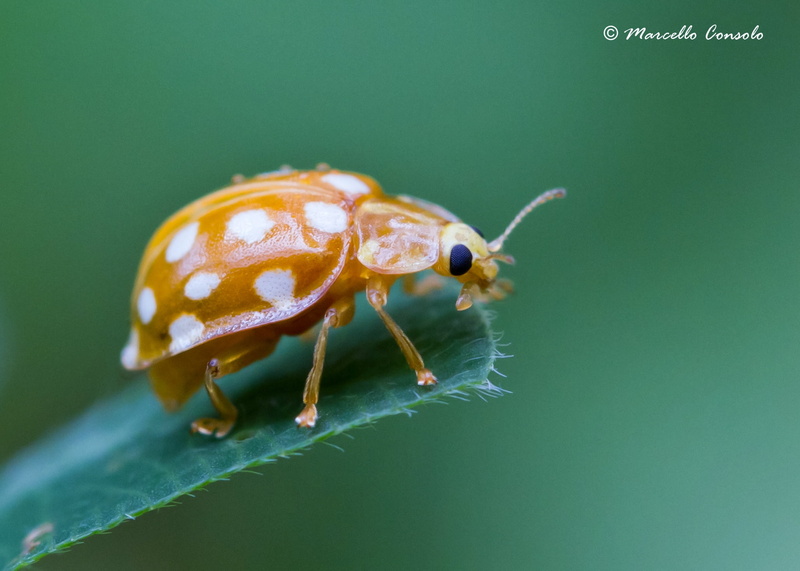 leaf, 1080P, macro, plant, Halyzia sedecimguttata, beetle, animal, spotted, Animalia, binomial, brown, Cucujoidea, Arthropoda, superfamily, white, close-up