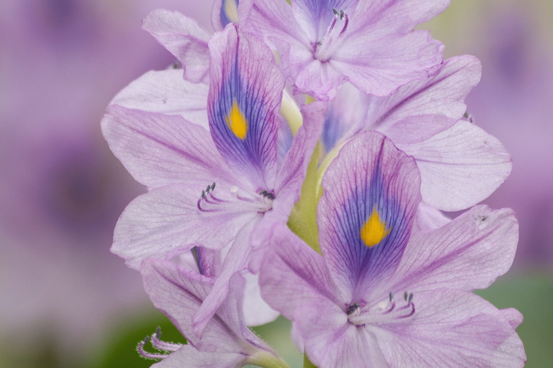 commelinaartigen, beauty In Nature, purple, plant, tropical america, eichhornia crassipes, photo, nature, close up, outdoors, day, inflorescence, water hyacinth
