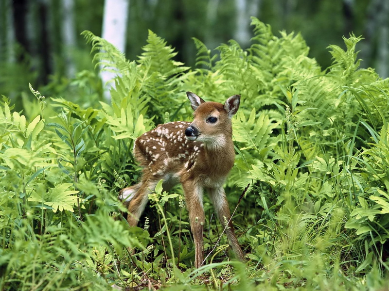 deer, newborn, chital, animals, spotted, 1080P