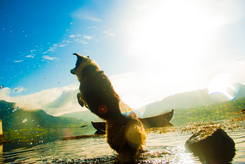 dog, boat, sun, outdoors, lake, sea, fun, one animal, vertebrate, happy, animals in the wild, underwater, animal themes, swimming, jump, light, sunlight