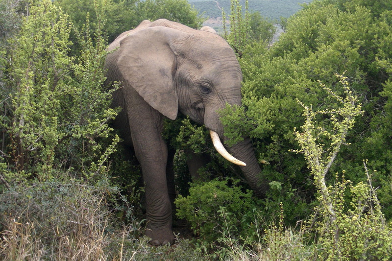 food, elephant, young, south africa, animals, shantyman, addo, 1080P
