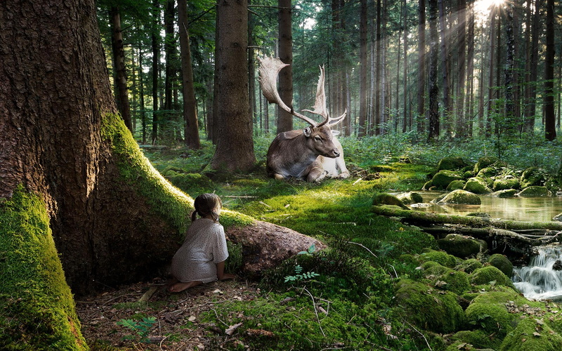 forest, fairytale, cute, 1080P