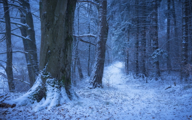 trunk, outdoors, plant, nature, woodland, environment, winter, trees, tranquility, path, scenics - nature, tree trunk, no people, beauty in nature, forest