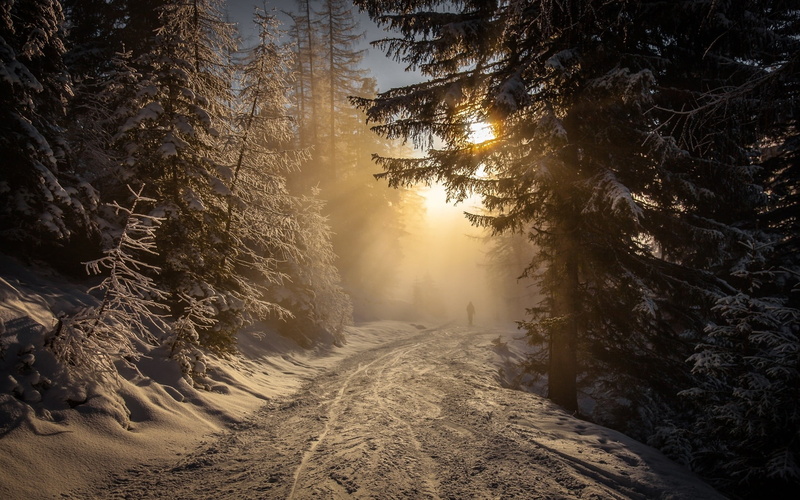 forest, direction, land, the way forward, non-urban scene, cold, plant, snow, walking, tree, growth, landscape, tranquility, sunlight, winter, Austria