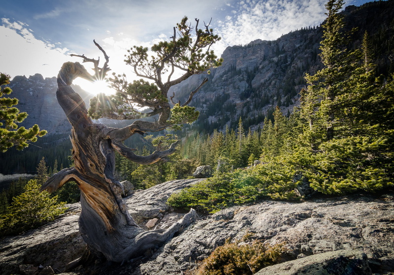 sunlight, Rocky Mountain National Park, growth, trees, sky, forest, formation, bark, bristlecone pine, plant, mountains, tree, no people, the rays of the sun