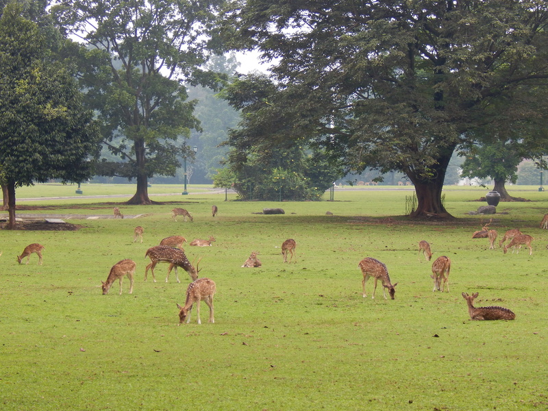 group of animals, land, no people, natural, forest, 4K, day, park, large group of animals, wildlife, wilderness, herd, deer, conservation, grazing, vertebrate
