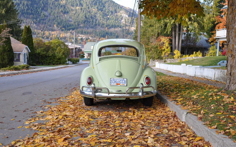 beetle, vosvos, animals, volkswagen, hd, 2K, bug, bugs, art, x