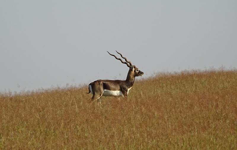 full length, vertebrate, field, deer, animals In The Wild, grass land, day, fauna, animal, Wild, blackbuck, even-toed, wildlife, environment, mammal, animal wildlife