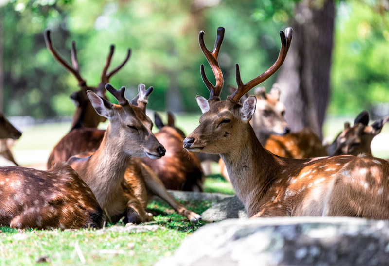 animals, animal themes, land, day, vertebrate, field, plant, hill, deer, nature, asia, animal wildlife, animal, explore, wild, trees, unsplash, park, stag