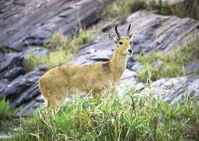 fur, antelope, outdoors, wood, buck, growth, nature, mammal, stag, standing, green, park, animal photography, wild, hayfield, animal wildlife, animal themes