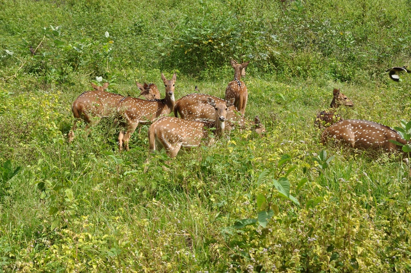 vertebrate, group of animals, field, green color, day, young animal, wildlife, animal themes, mammal, grass, beauty in nature, animals in the wild, herbivorous