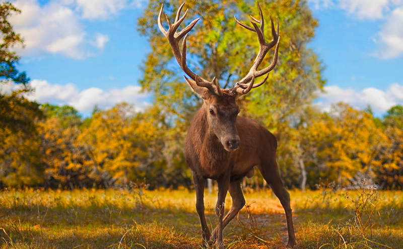 Furzeland, 5K, lightheart, Texas, Peel, Prince, autumn, Animals, Explore, deer dancer ranch, animals in the wild, outdoors, rack, plant, Hard, animal