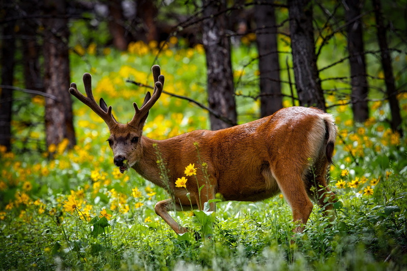 landscape, flowers, plant, macro, wilderness, meadow, nature, beautiful, buck, trees, national park, wildflowers, land, closeup, animal, day, animals in the wild