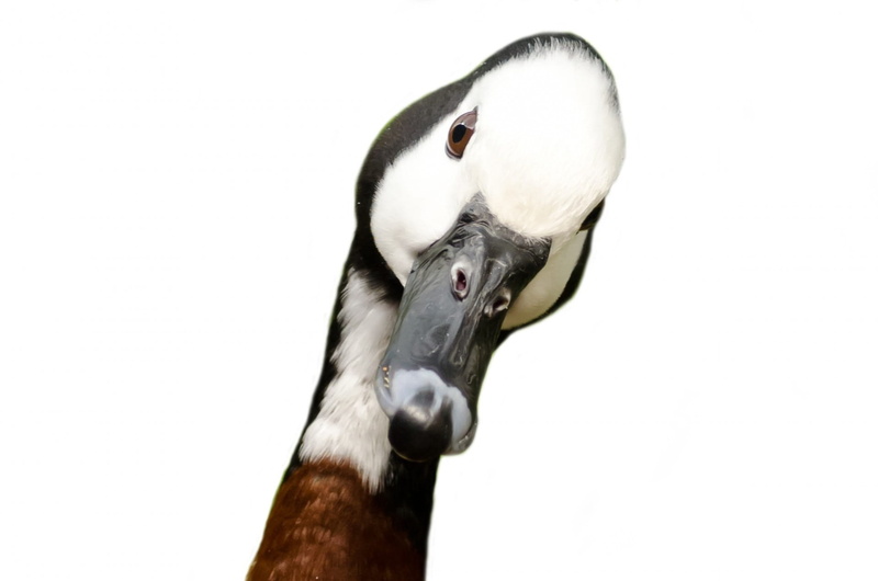 white, goose, 1080P, mammal, nobody, isolated, animal neck, game, branta, clipping, watching, cutout, white background, path, front, animal, one animal