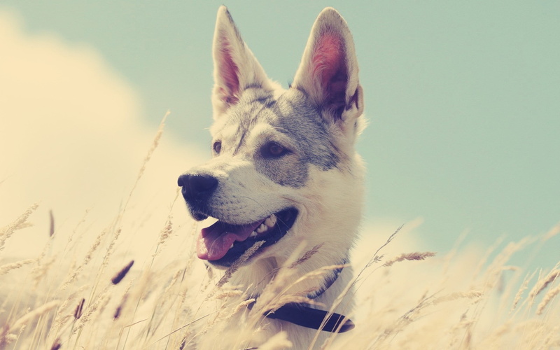 mouth, animal themes, animal body part, mammal, canine, animal head, Running, Grass, Dogs, domestic, Hunting, 1080P, land, dog, outdoors, nature, looking