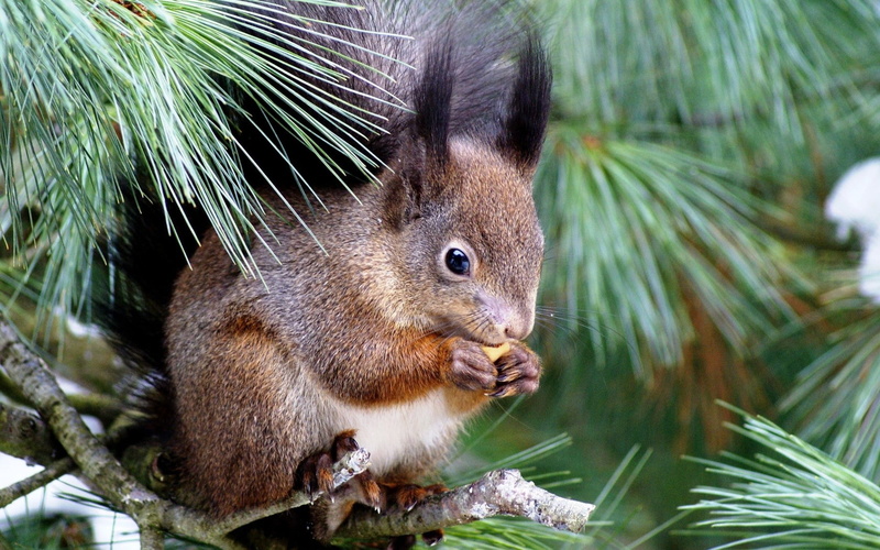 outdoors, Eating, nut - food, vertebrate, mouth open, Tree, Sitting, whisker, 720P, day, Enthusiasm, animals in the wild, focus on foreground, nature