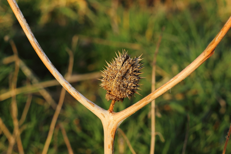 joy, cheers, freshness, poor, spiky, smile, spiked, brown, day, focus on foreground, plant, summer, focus, flower, outdoors, thistle, heureka, happy, no people