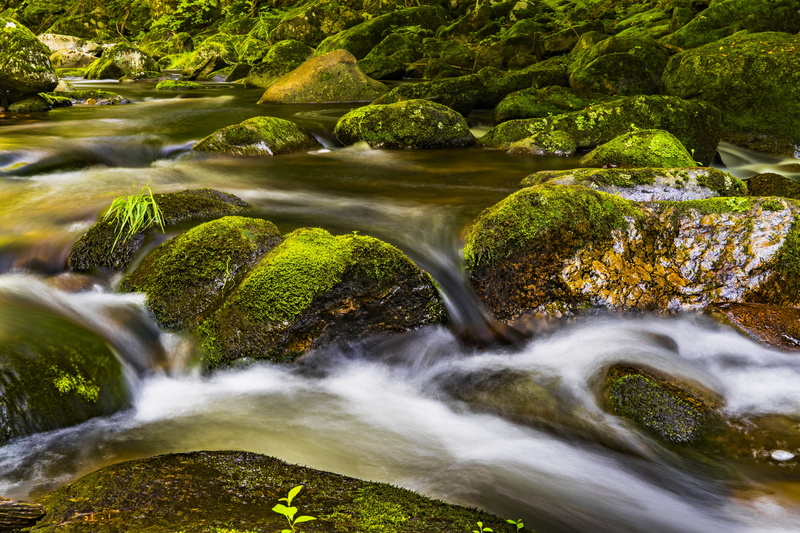 motion, background image, water, beauty in nature, bank, flow, 5K, moss, pebble, wet, tree, blurred motion, falling water, background, beautiful, plant