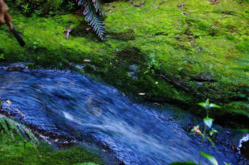 grass, growth, plant, Water, high angle view, real people, animal themes, flowing water, long exposure, 4K, waterfall, flowing, scenics - nature, day