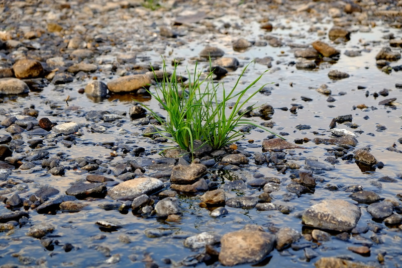 day, green, landscape, green color, close-up, outdoors, focus on foreground, Bank, rock, grow, land, rock - object, growth, no people, mood, leaf, pebble