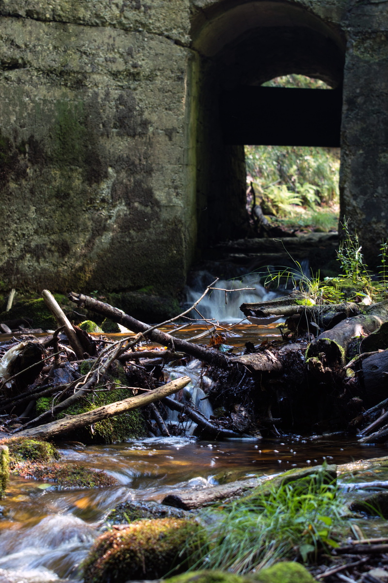 river, moss, rock - object, forest, underpass, hidden, flowing, no people, plant, running water, water, rock, beauty in nature, natural water, long exposure