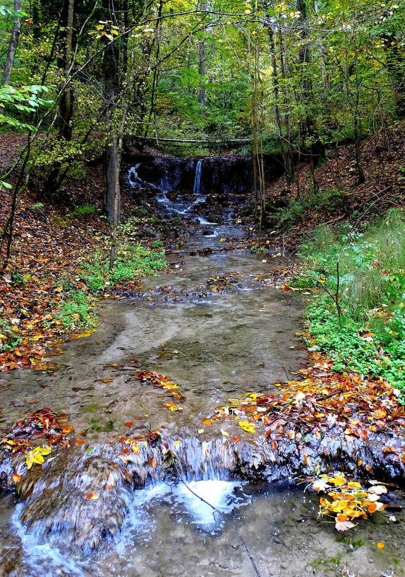 tree, fluent, stream - flowing water, flowing water, growth, no people, wet, plant, downloading, small waterfall, beauty in nature, land, bach, scenics - nature