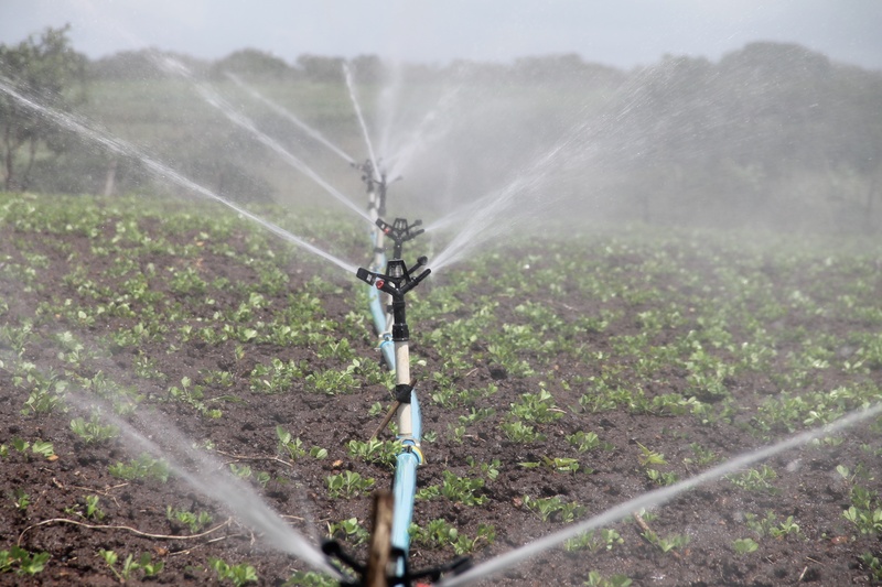 irrigation, no people, plant, landscape, sergipe, 2K, peanut, irrigation equipment, spraying, garden hose, food and drink, crop, environment, plantation
