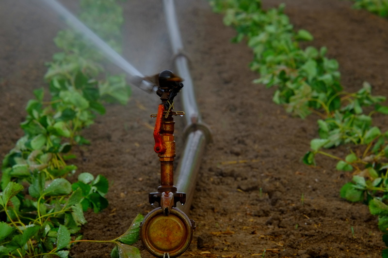water jet, no people, watering, moist, scenic, plant, fields, wet, arable, vegetable, leaf, metal, focus on foreground, close-up, growth, high angle view
