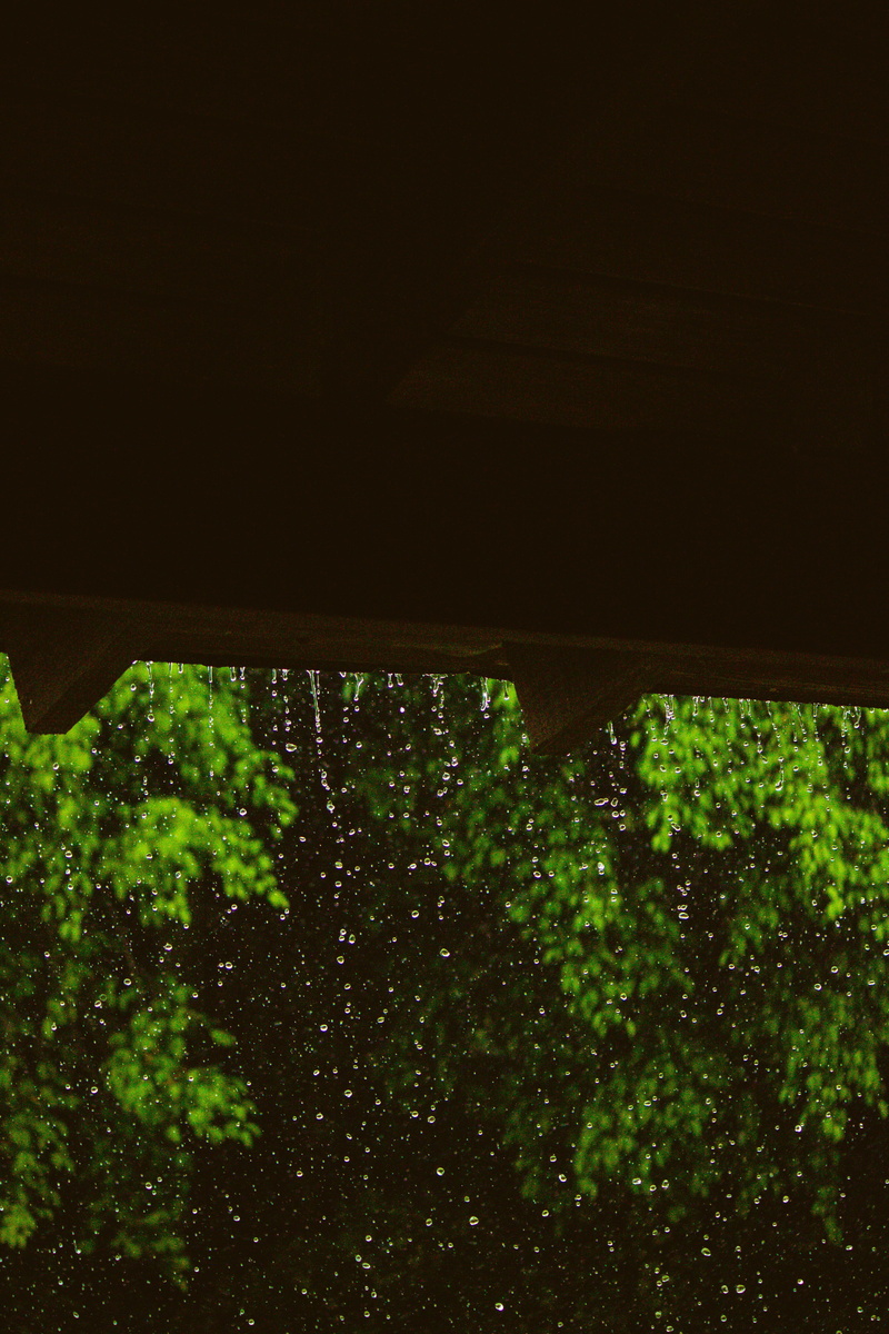 dark, santiago, firefly, rain, glitter, night, water, tree, copy space, high angle view, plant part, invertebrate, laser, beauty in nature, room, no people