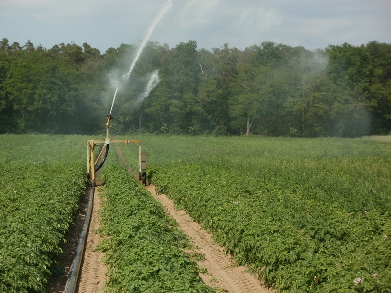 sprinkling, brown, vegetable, tree, water, tranquility, scenics - nature, field, agriculture, fields, farm, beauty in nature, farmland, sprinkler, plants