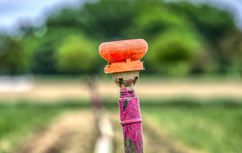 red, field, sprinkler, agriculture, grass, purple, 5K, irrigation, gardening, plant, land, close-up, forest trees, summer, green color, environment, day