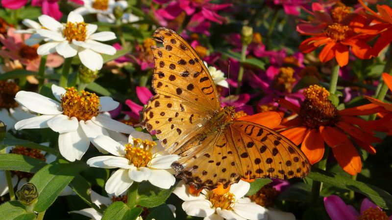 flowers and butterfly, outdoors, 4K, beauty in nature, one animal, petal, animals in the wild, animal, flowering plant, range or service, insect, flower