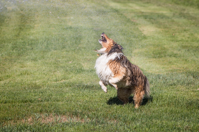 outdoors, heating and cooling, nature, lawn, cute, purebred dog, sunny, sprinkler, border collie, running, playful, green color, domestic, shelti, wet dog