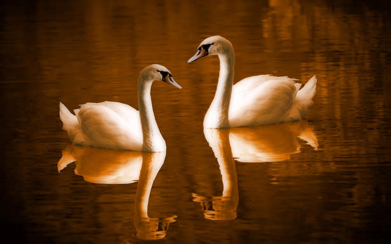 1080P, lovebirds, animals, swans, birds, lake, swan