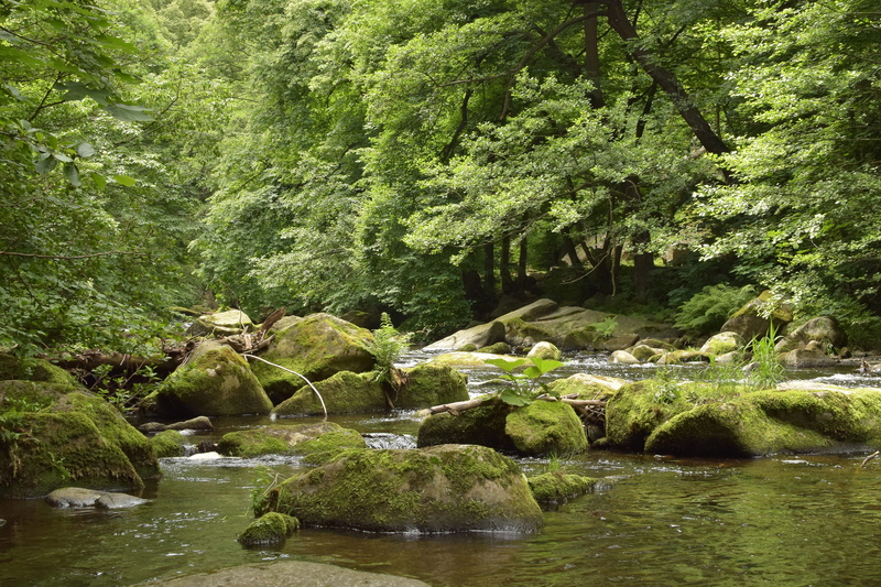 no people, rock, flowing water, green, plant, tranquil scene, waterfront, stream - flowing water, forest, solid, rocks, growth, waters, Stones, deciduous forest
