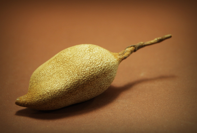 isolated, fresh, raw, group, tamarind, candy, background, vegetable, open, asian, pod, full length, indoors, pulse, sweet, peel, beige background, single