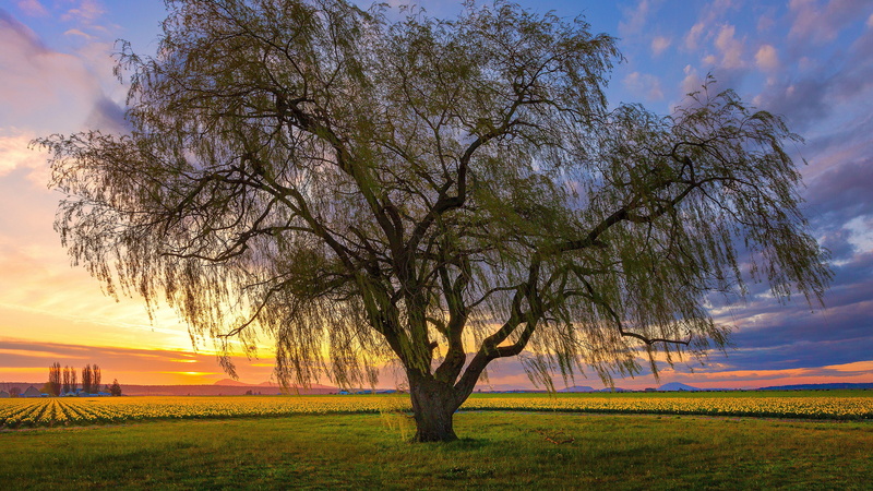 4K, sky, cloud - sky, growth, branch, idyllic, grass, plant, nature, no people, field, isolated, tranquil scene, environment, landscape, outdoors, trees