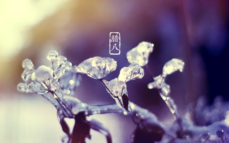 selective focus, outdoors, tranquility, frozen, close-up, growth, freshness, flowering plant, beauty in nature, winter, flower, focus on foreground, plant