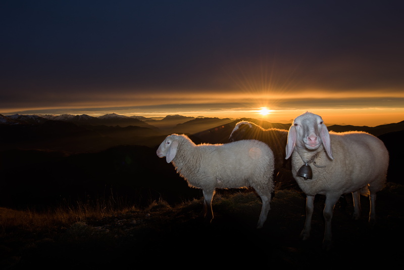 mammal, flare, monte due mani, italy, alessio soggetti, white, animal, winter, flock, asoggetti, sheeps, environment, sheep, livestock, sunset, beauty in nature