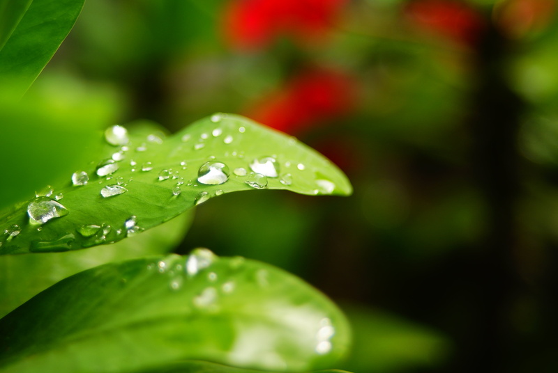 due, raindrop, nature, due drop, Crown-of-thorns, green, freshness, green Color, Beercan, Drops, drop, plant, environment, leaf, Liquid, Mili, Minolta AF