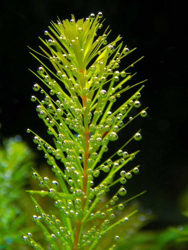 beauty in nature, leaf, focus on foreground, green, nature, aquarium plant, spiky, green color, day, ceratophyllum, dew, black background, fragility, no people