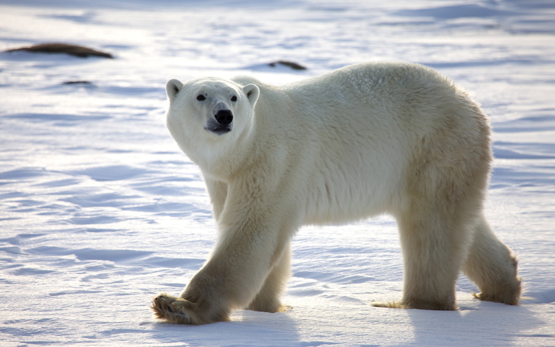 pounds, one animal, cold temperature, sitting, animal wildlife, food, animal, one, without, polar bear, sunlight, polar, animal themes, animals in the wild