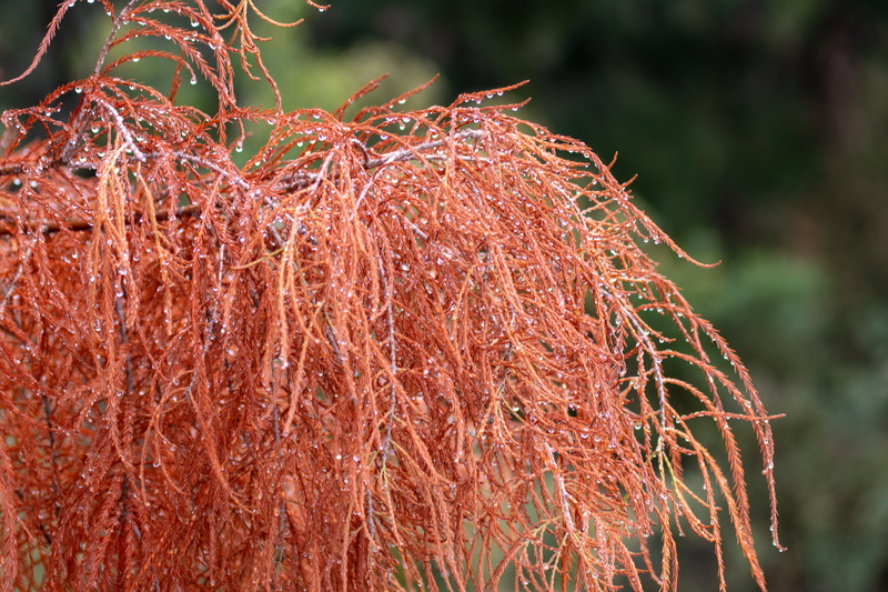 root, orange, dried plant, plant, autumn, sunlight, close-up, branch, outdoors, tangled, brown, season, beauty in nature, dry, due, nature, red, focus on foreground