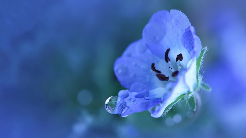 1080P, water drops, focus on foreground, blue flowers, white, growth, close-up, fragility, no people, flowers, purple, flowering plant, dew, plant, freshness