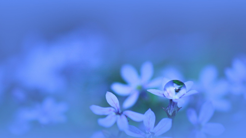 purple, fragility, white, petaled, blue background, backgrounds, water drops, flowers, flower, beauty in nature, outdoors, vulnerability, inflorescence