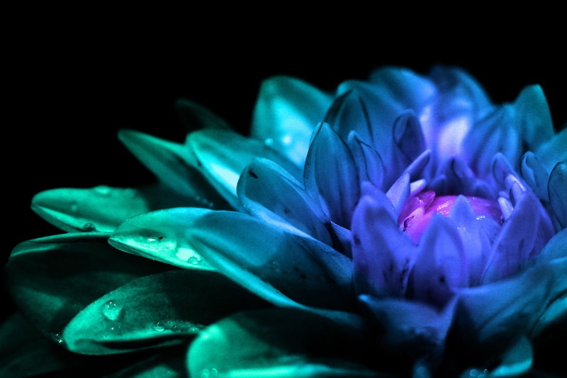 inflorescence, petals, flower arrangement, nature, flowering plant, plant, close-up, fragility, purple, petal, studio shot, blue, colorful, flower, beauty in nature